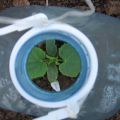Hogyan lehet uborkat ültetni és termeszteni 5 literes palackokban