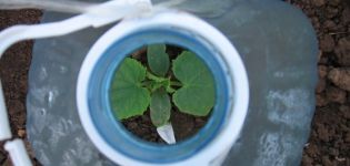 Sådan plantes og dyrkes agurker i 5 liters flasker