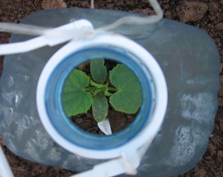 Come piantare e coltivare cetrioli in bottiglie da 5 litri