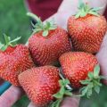 Description and characteristics of the strawberry variety Elephant calf, cultivation and reproduction