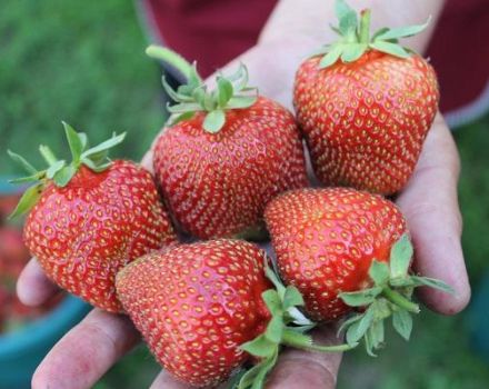 Beskrivelse og karakteristika for jordbærsorten Elefantkalv, dyrkning og reproduktion