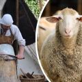Top 4 Möglichkeiten, um Schafsfell zu Hause zu machen und Anweisungen