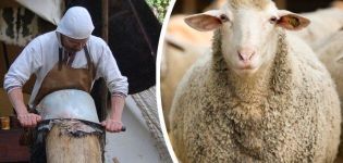 Top 4 Möglichkeiten, Schafsfelle zu Hause zu machen und Anweisungen