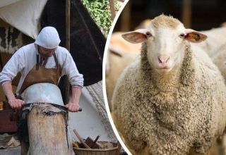 Top 4 cách làm da cừu tại nhà và hướng dẫn