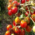 Egenskaber og beskrivelse af sorter af kinesiske tomater