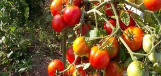 Características y descripción de las variedades de tomates chinos.