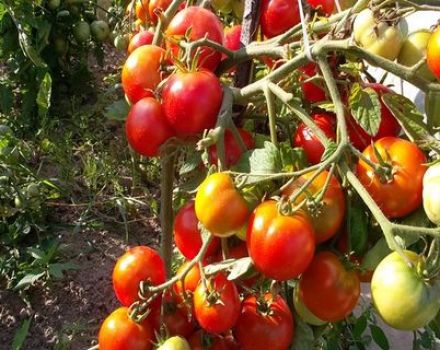 Characteristics and description of varieties of Chinese tomatoes