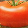 Pomidorų veislės „Nasha Masha“ aprašymas, jos ypatybės ir savybės