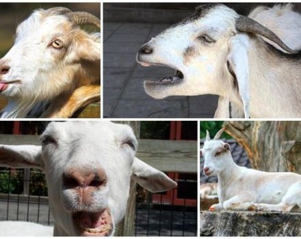 Por qué una cabra puede toser y tratamientos caseros, prevención.
