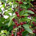 How to make a device for collecting cherries from a tall tree with your own hands