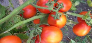 Descripción de la variedad de tomate Lagidny, sus características.