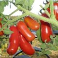 Características y descripción de la variedad de tomate Gnomo alegre, su rendimiento.