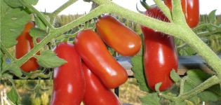Značajke i opis sorte rajčice Veseli gnome, njen prinos