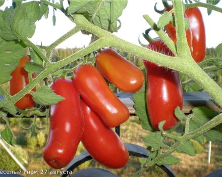 Características y descripción de la variedad de tomate Gnomo alegre, su rendimiento.