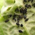 Paano haharapin ang aphids sa mga currant na may mga remedyo ng kemikal at katutubong, mga panuntunan sa pagproseso
