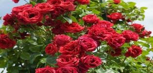 Opis a charakteristika lezeckej ruže odrody Sympathy, výsadba a starostlivosť