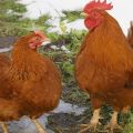 Description et caractéristiques de la race de poulet du New Hampshire, histoire et règles d'entretien