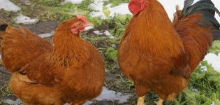 Descrizione e caratteristiche della razza di pollo del New Hampshire, storia e regole di manutenzione