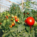 תיאור זני העגבניות העמידים בפני שבר מאוחר באזור מוסקבה בשדה הפתוח ובחממה