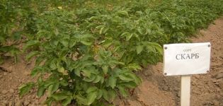 Beskrivelse af Scarb-kartoffelsorten, funktioner ved dyrkning og pleje