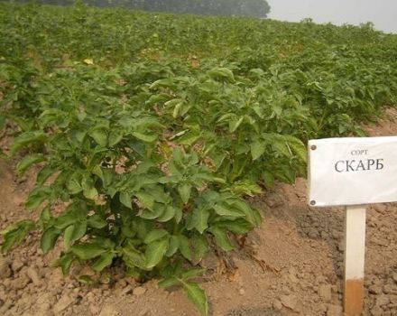 Beskrivelse af Scarb-kartoffelsorten, funktioner ved dyrkning og pleje