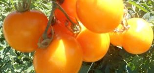 Descripción de la variedad de tomate Nizhegorodsky Kudyablik, sus características.