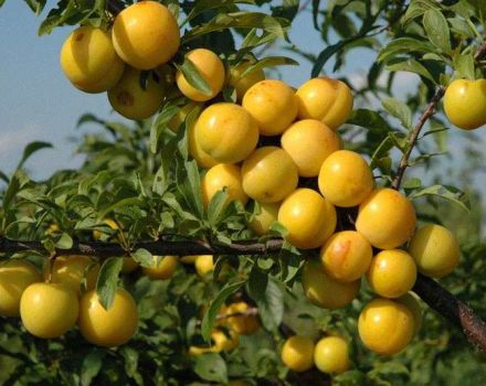 Beskrivning av de bästa sorterna av plommon för Ural, deras plantering och skötsel
