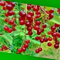 Opis i karakteristike Cerepadusa, korisna svojstva hibrida trešnje i ptičje trešnje, sadnja i njega