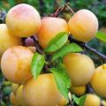 Descripció de les varietats de pruna Yakhontova, pol·linitzadors, cultiu i cura