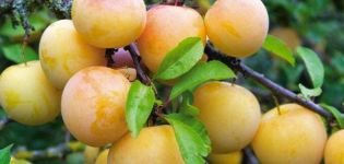 Description of plum varieties Yakhontova, pollinators, cultivation and care