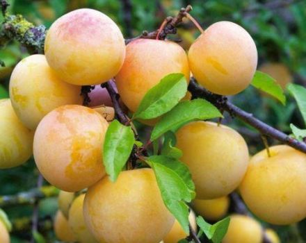 Paglalarawan ng mga plum varieties Yakhontova, pollinator, paglilinang at pangangalaga