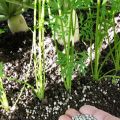 Come e come nutrire le barbabietole per la crescita delle radici e un buon raccolto con rimedi popolari