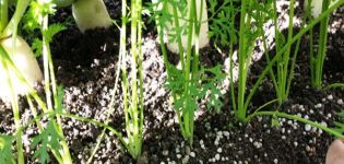 Kök bitkilerinin büyümesi için pancar nasıl ve nasıl beslenir ve halk ilaçları ile iyi bir hasat