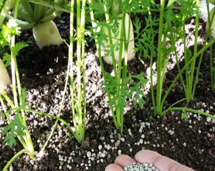 Hogyan és hogyan lehet etetni a répaféléket a gyökérnövények növekedése és a jó termés érdekében népi gyógymódokkal