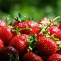 Agrotecnologia della piantagione di fragole in letti alti secondo la tecnologia di coltivazione finlandese