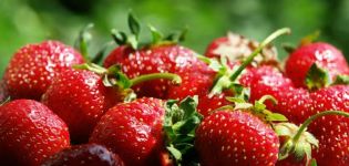 Agrotechnics of planting strawberries in high beds according to Finnish cultivation technology