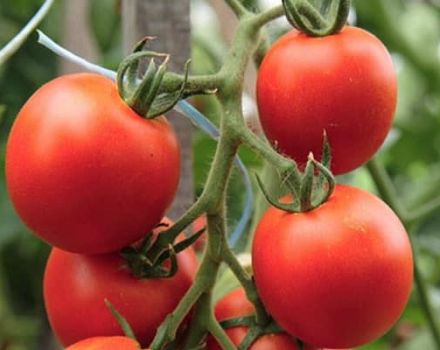 Descripción de la variedad de tomate Tornado, sus características y rendimiento