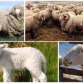 Opis a vlastnosti plemena oviec Askanian, pravidlá ich udržiavania