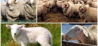 Popis a charakteristika ovcí plemene Askanian, pravidla pro jejich chov