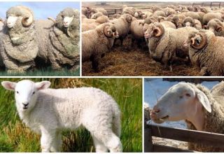 Beskrivning och egenskaper hos fåren från Askanian rasen, reglerna för deras underhåll