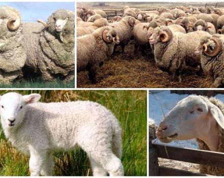 Popis a charakteristika plemene ovcí Askanian, pravidla pro jejich chov