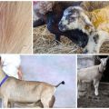 Causes of hair loss in goats and methods of treatment, methods of prevention