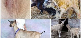 Causes de la caiguda del cabell en les cabres i mètodes de tractament, mètodes de prevenció