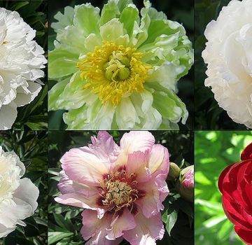 Description of TOP 50 best and new varieties of peonies with characteristics