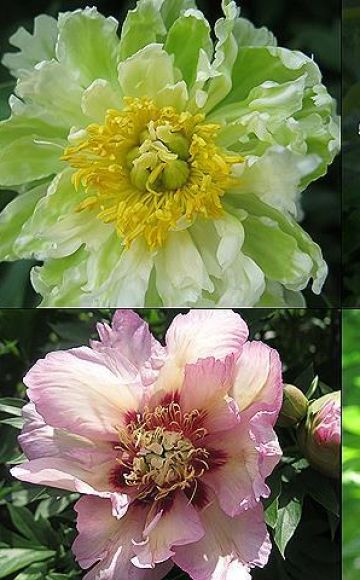 A TOP 50 legjobb és új jellegzetes pünkösdi rózsafajták leírása