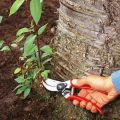 Come combattere e sbarazzarsi dei germogli di ciliegia nel giardino sul sito per sempre con le tue mani