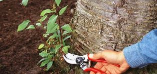 Cómo luchar y deshacerse de los brotes de cerezo en el jardín en el sitio para siempre con sus propias manos