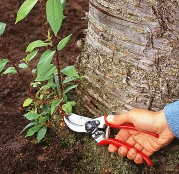 Jak walczyć i pozbywać się kiełków wiśni w ogrodzie na miejscu na zawsze własnymi rękami