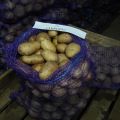 Opis sorte krumpira Aurora, značajke uzgoja i njege