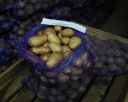 Descripció de la varietat de patates Aurora, característiques del cultiu i cura